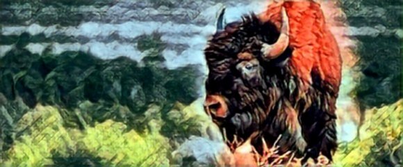 Bison Header Image